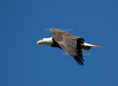 9-9-10-2915-Jamestown-eagle.jpg