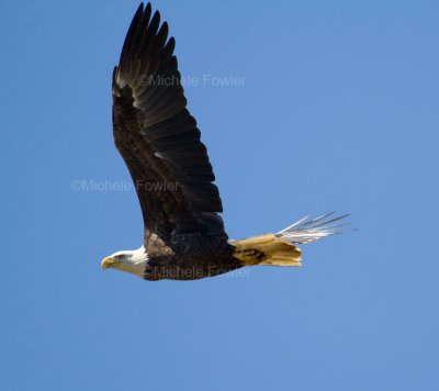 9-9-10-2919-Jamestown-eagle.jpg