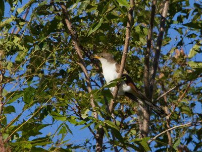 9-21-10-4819-yellow-billed-cuckoo.jpg