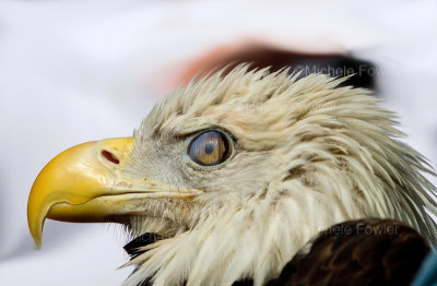 4968  eagle nictitating membrane .jpg