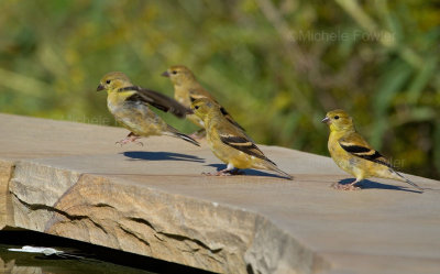 10-2-2010 5920 goldfinch NBG.jpg