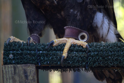 Wildlife Center of Virginia