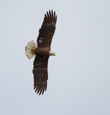 10-26-10 1186 Chesapeake eagle.jpg