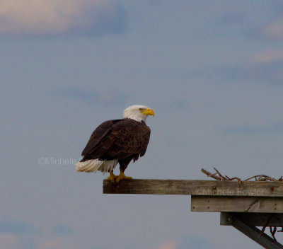 11-6-10 3428 2 Surry ferry side.jpg