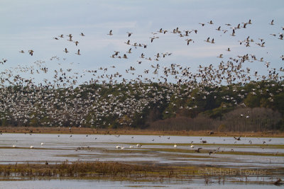 11-26-10 6642 1st day cloudy - snow geese.jpg