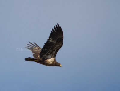 11-27-10 7015 sub-adult eagle.jpg