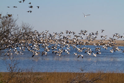 11-27-10 6960 snow geese take off.jpg