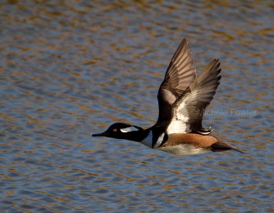 12-19-10 8836 hooded merganser .jpg