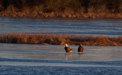 1-9-11 1836 eagles on ice .jpg