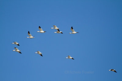 1-9-11 1274 snow geese.jpg