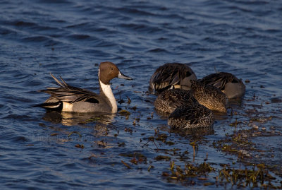 1-9-11 1664 pintail.jpg