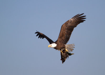 1-15-11 Jamestown eagle-mallard.jpg