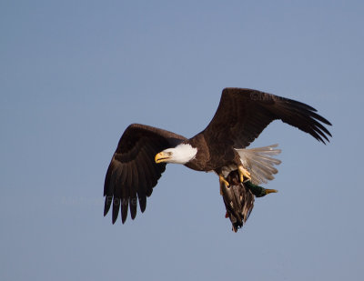 1-15-11 2561 Jamestown eagle-mallard.jpg