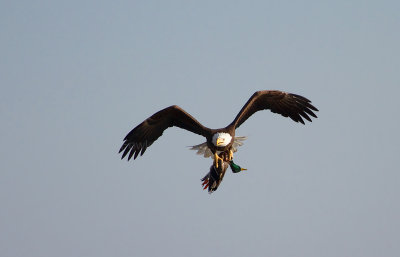 1-15-11 2557 Jamestown eagle-mallard.jpg