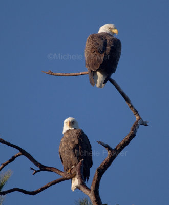 1-29-11 3568 female top eagle pair.jpg