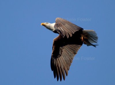 2-6-11 5417 male with fish.jpg