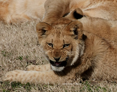 lion cub with a smile 0125 2-3-08.jpg