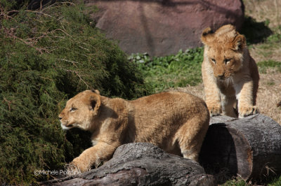 lion cubs 0463 2-3-08.jpg