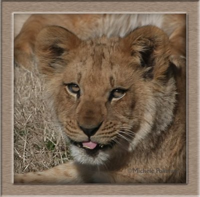 lions 0176 2-3-08 cr frame.jpg