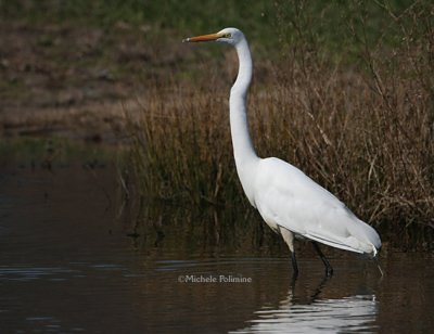 egret 0020 NBG 1-27-08.jpg