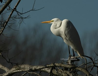 Great Egret 0458 1-1-08.jpg