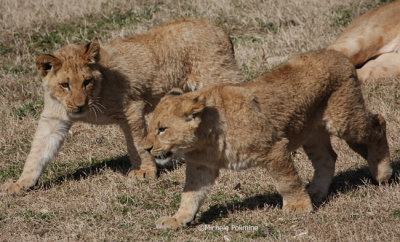 lion cubs double trouble 0446 2-3-08.jpg