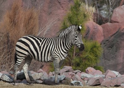 zebra 0342 2-3-08.jpg