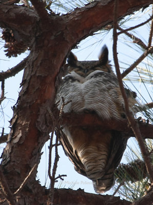 great horned owl 0083 1-27-08.jpg