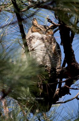 great horned owl 0286 2-9-08.jpg