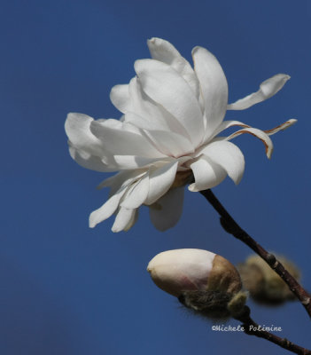 Spring Snow Magnolia 0237 2-9-08.jpg