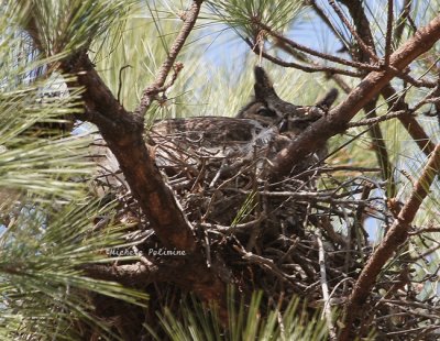 great horned owl female 0063 2-16-08.jpg