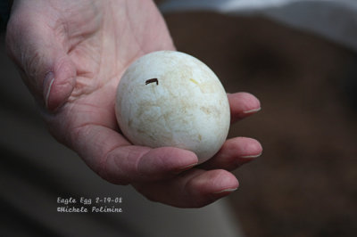 Gallery: Eagle Eggs Removed From Nest '08 click to open full file
