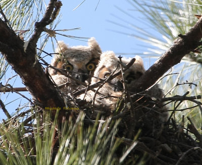 great horned owl babies 0365 3-2-08.jpg