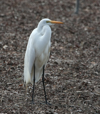 egret NBG 0172 2-24-08.jpg