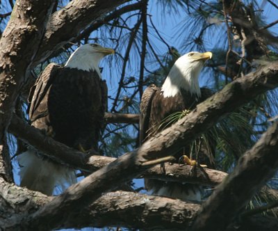 eagle pair 0176 3-8-08.jpg