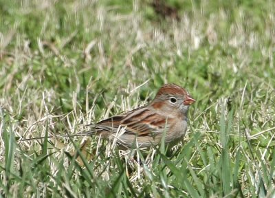 field sparrow 0028 3-9-08.jpg