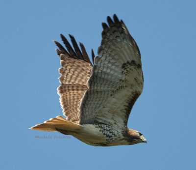 redtail hawk 0215 3-15-08.jpg