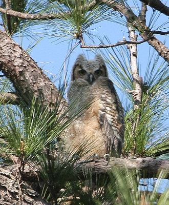great horned owl baby 0075 3-15-08.jpg