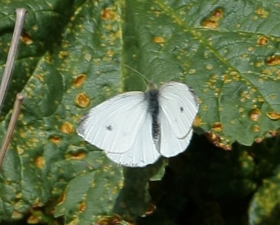 butterfly - cabbage white male 0343 3-15-08.jpg