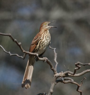 brown thrasher 0165 3-15-08.jpg