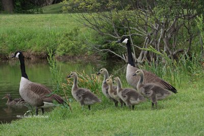 geese family 0092 5-17-08.jpg