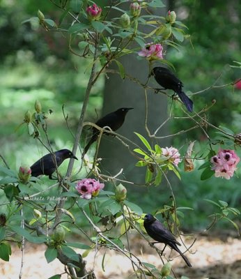 grackle group 0395 5-2-08.jpg