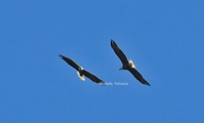 eagle pair 0509 2 .jpg
