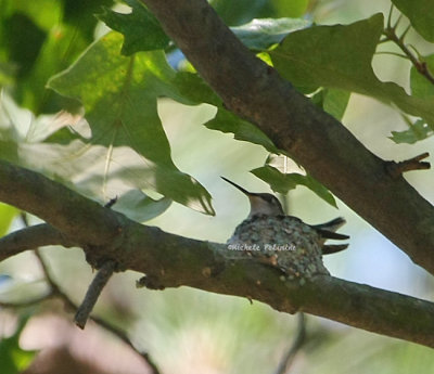 hummingbird in nest 0088 5-26-08.jpg