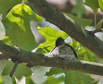 hummingbird in nest  0099 5-26-08.jpg