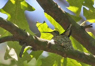 hummingbird in nest 0130 2 .jpg