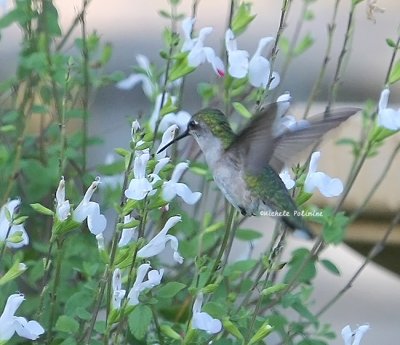ruby throated hummingbird 0001 2 6-3-08.jpg