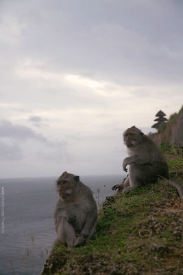 Monkeys at Pura Luhur Ulu Watu