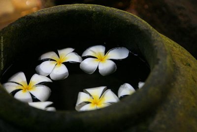 Bali fragrance