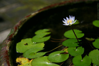 Bali lotus